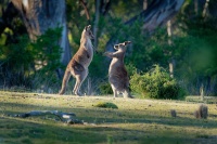 Klokan obrovsky - Macropus giganteus - Eastern Grey Kangaroo o8923